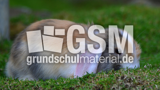 Widderkaninchen (07).jpg